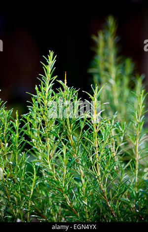 Rosmarinus Officinalis Rosmarin Kraut Busch Zweig im Garten Stockfoto