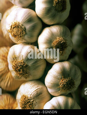 KNOBLAUCH-STRINGS CLOSE UP STUDIO SHOT REIHE VON KNOBLAUCH Stockfoto