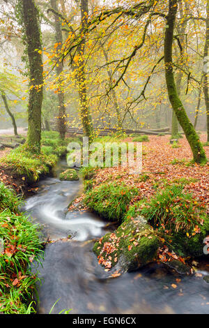 Ein nebliger Herbstmorgen am Golitha fällt am Rand des Bodmin Moor in Cornwall Stockfoto