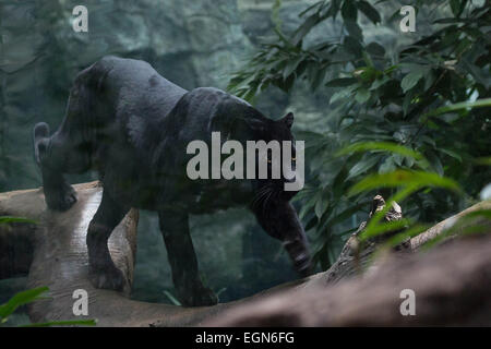 Eine männliche Panther schlängelt sich seinen Weg entlang einem Baumstamm zu etwas in der Ferne Stockfoto