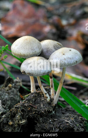 Dung Roundhead / Halfglobe Pilz / hemisphärische Träuschling (Protostropharia Semiglobata / Träuschling Semiglobata Stockfoto