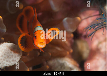 Eine Wirbelsäule-Wange Anemonenfische mit offenem Mund auf ein Riff auf den Salomonen. Stockfoto