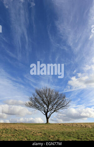 Epsom, Surrey, UK. 27. Februar 2015. UK-Wetter: An einem sonnigen Tag in weiten Teilen des Vereinigten Königreichs, spektakulären Wolkenformationen füllen den Himmel über den einsamen Baum auf Epsom Downs. Bildnachweis: Julia Gavin UK/Alamy Live-Nachrichten Stockfoto