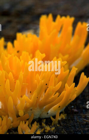 Gelbe Stagshorn / gelb Geweih Pilz (Calocera Viscosa) auf Baumstumpf im Wald Stockfoto