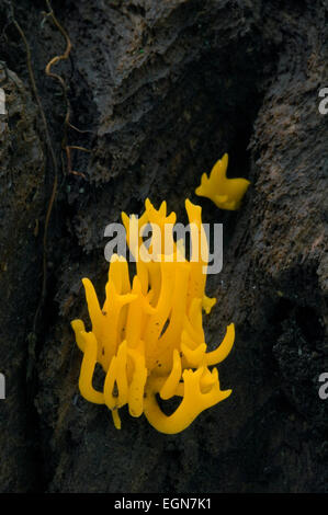 Gelbe Stagshorn / gelb Geweih Pilz (Calocera Viscosa) auf Baumstumpf im Wald Stockfoto