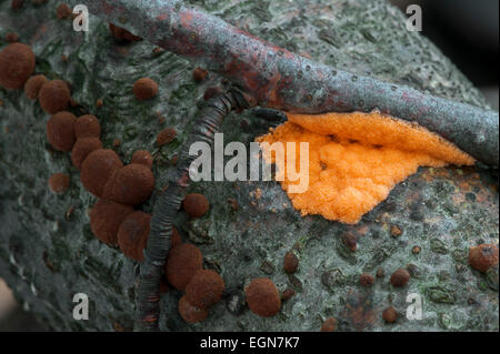 Die orange Slime Mold Dictydiaethalium Plumbeum und Buche Woodwart / rote Kissen Hypoxylon (Hypoxylon Fragiforme) Stockfoto