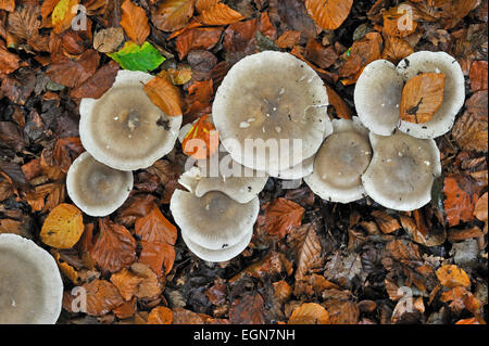 Agaric getrübt / Cloud-Trichter (Clitocybe Nebularis / Lepista Nebularis) Pilze bilden Fairy Ring in Buchenwald Stockfoto