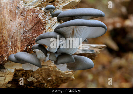 Pilz Oyster / Oyster Bracket Pilze (Pleurotus Ostreatus) wachsen am Stamm des Baumes im Wald Stockfoto