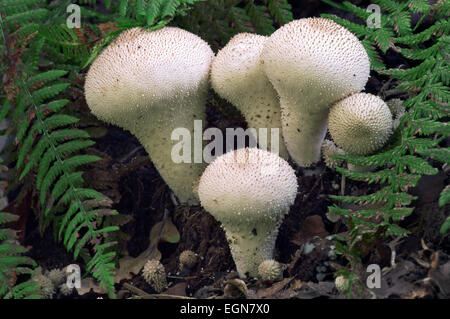 Gemeinsamen Puffball / gewarzt Puffball / Edelstein besetzte Puffball / Teufels Dose (Lycoperdon Perlatum / Lycoperdon Gemmatum) Stockfoto