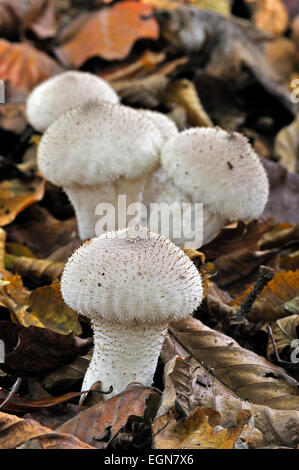 Gemeinsamen Puffball / gewarzt Puffball / Edelstein besetzte Puffball / Teufels Dose (Lycoperdon Perlatum / Lycoperdon Gemmatum) Stockfoto