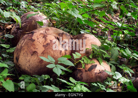 Giant Puffball Pilz (Calvatia Gigantea / Langermannia Gigantea) Stockfoto
