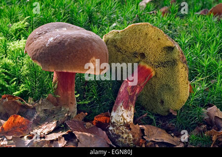 Roten knacken Bolete (Xerocomellus Chrysenteron / Boletus Chrysenteron / Xerocomus Chrysenteron) zeigt Unterseite mit Poren Stockfoto