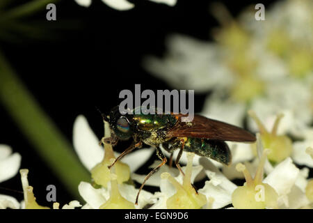 Schwarz-gehörnte Gem Stockfoto