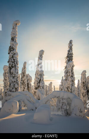 Fjell in Winter, verschneite Bäume, Riisitunturi National Park, Posio, Lappland, Skandinavien, Finnland Stockfoto