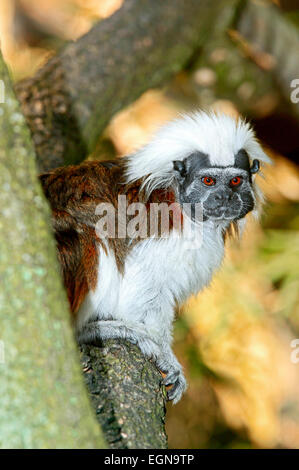 Baumwoll-Top Tamarin (Saguinus Oedipus) im Lebensraum Wald Stockfoto