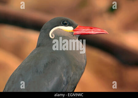 Inka-Seeschwalbe (Larosterna Inca) Nahaufnahme Stockfoto