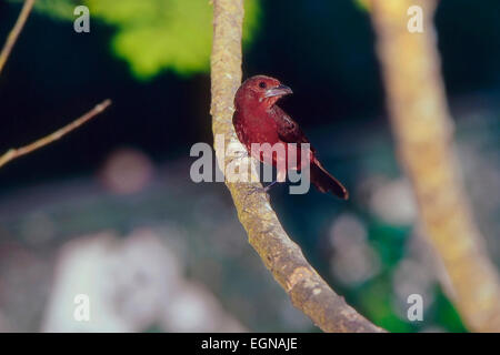 Silber-Schnabel Tanager (Ramphocelus Carbo) Stockfoto