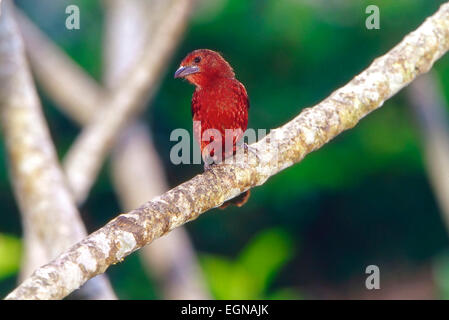 Silber-Schnabel Tanager (Ramphocelus Carbo) Stockfoto