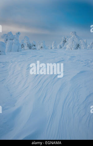 Fjell in Winter, verschneite Bäume, Riisitunturi National Park, Posio, Lappland, Skandinavien, Finnland Stockfoto