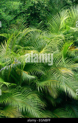 Tropischer Wald mit Areca Palme oder Bambus Palm (Dypsi Lutescens) Stockfoto