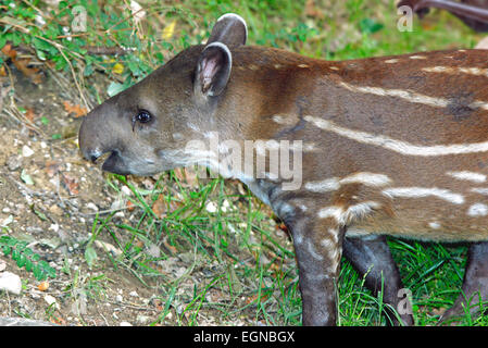 Junge südamerikanische Tapir (Tapirus Terrestris) Stockfoto