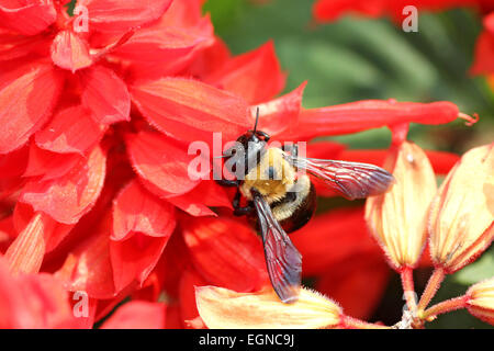 Hummel über salvia Stockfoto