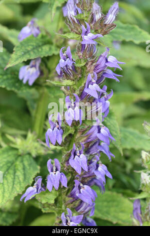 Große blaue Lobelie Stockfoto