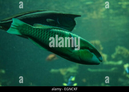 Blue Papageifische Stockfoto