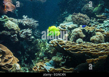 gelbe Korallenfische Stockfoto