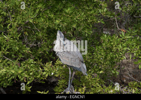 Ein Great Blue Heron preens sich in Key West, Florida Stockfoto