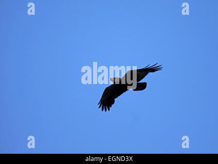 Weiß-necked Raven im Flug in Südafrika Stockfoto