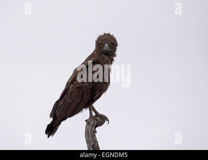 Braune Schlange Adler thront im Baum in Südafrika Stockfoto