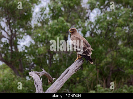 Juvenile Steppenadler gehockt toter Baum in Botswana Stockfoto