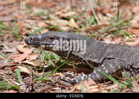 Spitzen Monitor / Nightcap National Park, Goanna (Varanus Varius), Australien, New South Wales (NSW) Stockfoto