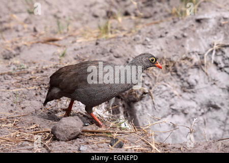Rot-billed Spurfowl Nahrungssuche auf dem Boden in Botswana Stockfoto