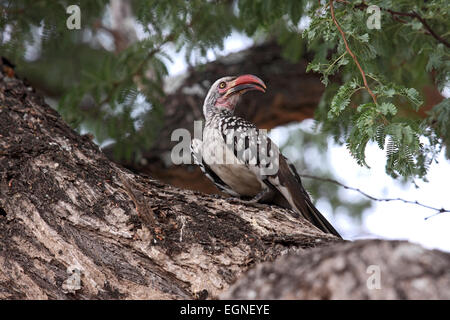 Südlichen rot-billed Hornbill thront auf Ast im Wald in Botswana Stockfoto