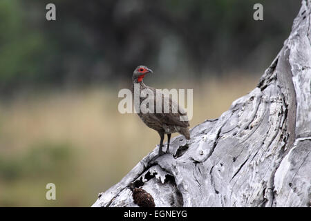 Swainsons Spurfowl Pternistis Swainsonii thront auf abgestorbenen Baum Bole in Grünland in Botswana Stockfoto