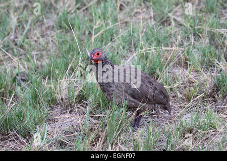 Swainsons Spurfowl Pternistis Swainsonii in Botswana Stockfoto