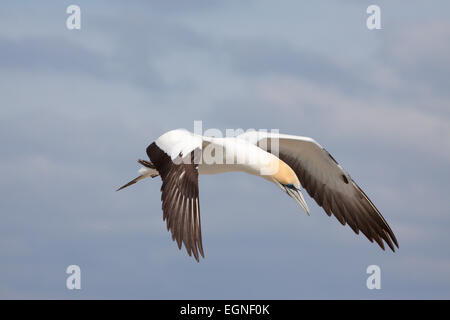 Australasian Basstölpel (Morus Serrator) im Flug, des Papstes Auge, Port Phillip Bay, Victoria, Australien Stockfoto