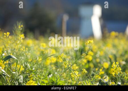 Senf in voller Blüte im Winter in Nord-Kalifornien Wein-Land im Napa Valley und Sonoma. Stockfoto