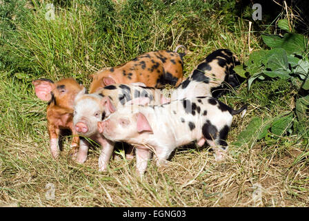 Ferkel (Sus Scrofa Domestica) auf einem Bio-Bauernhof-ökologische wales UK GB Europa Stockfoto