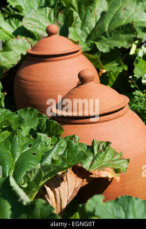 Rhabarber (Rheum Rhabarbarum) wächst in einem Terrakotta-Ton-Topf Stockfoto