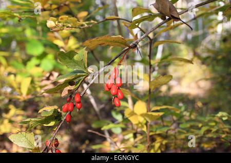 Zweig mit Berberitze Beeren im Herbst Holz Stockfoto