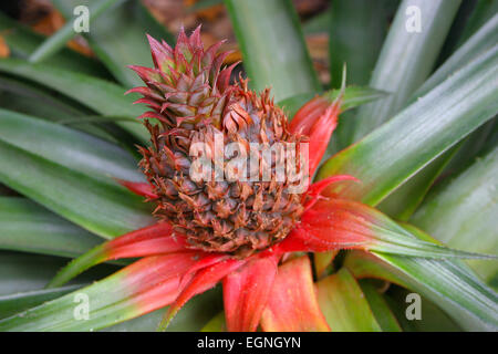 Ananas auf Pflanze, Nahaufnahme Stockfoto