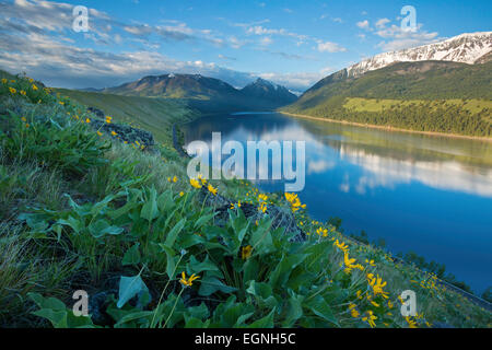 Balsamwurzel wächst entlang der Moräne Wallowa im östlichen Oregon im späten Frühjahr. Wallowa See und die Berge Wallowa sind in der b Stockfoto