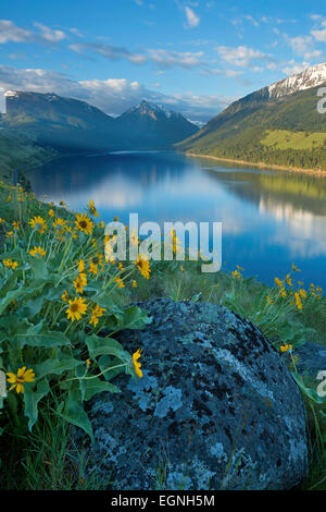 Balsamwurzel wächst entlang der Moräne Wallowa im östlichen Oregon im späten Frühjahr. Wallowa See und die Berge Wallowa sind in der b Stockfoto