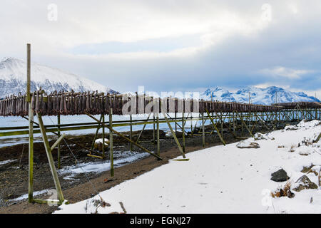 Trocknung von Kabeljau hängen die hölzernen Gestellen in der Nähe von Gimsoy auf Lofoten in Norwegen Stockfoto