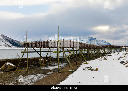 Trocknung von Kabeljau hängen die hölzernen Gestellen in der Nähe von Gimsoy auf Lofoten in Norwegen Stockfoto