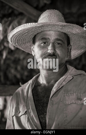 Tabak-Arbeiter in Vinales, Kuba Stockfoto