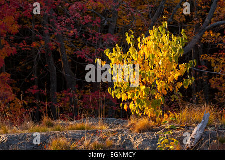 Ein junger Betula Papyrifera (weiße Birke) Baum anzeigen gelbe Herbstfärbung. Killarney Provincial Park, Ontario, Kanada. Stockfoto